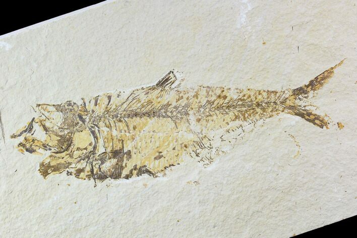 Bargain, Fossil Fish Plate (Diplomystus) - Wyoming #108680